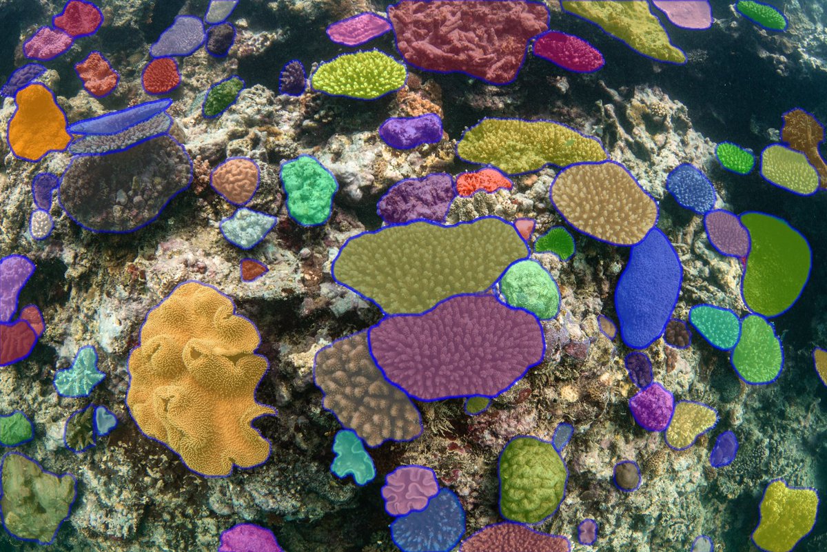 Dr. Vincent Raoult tweet media