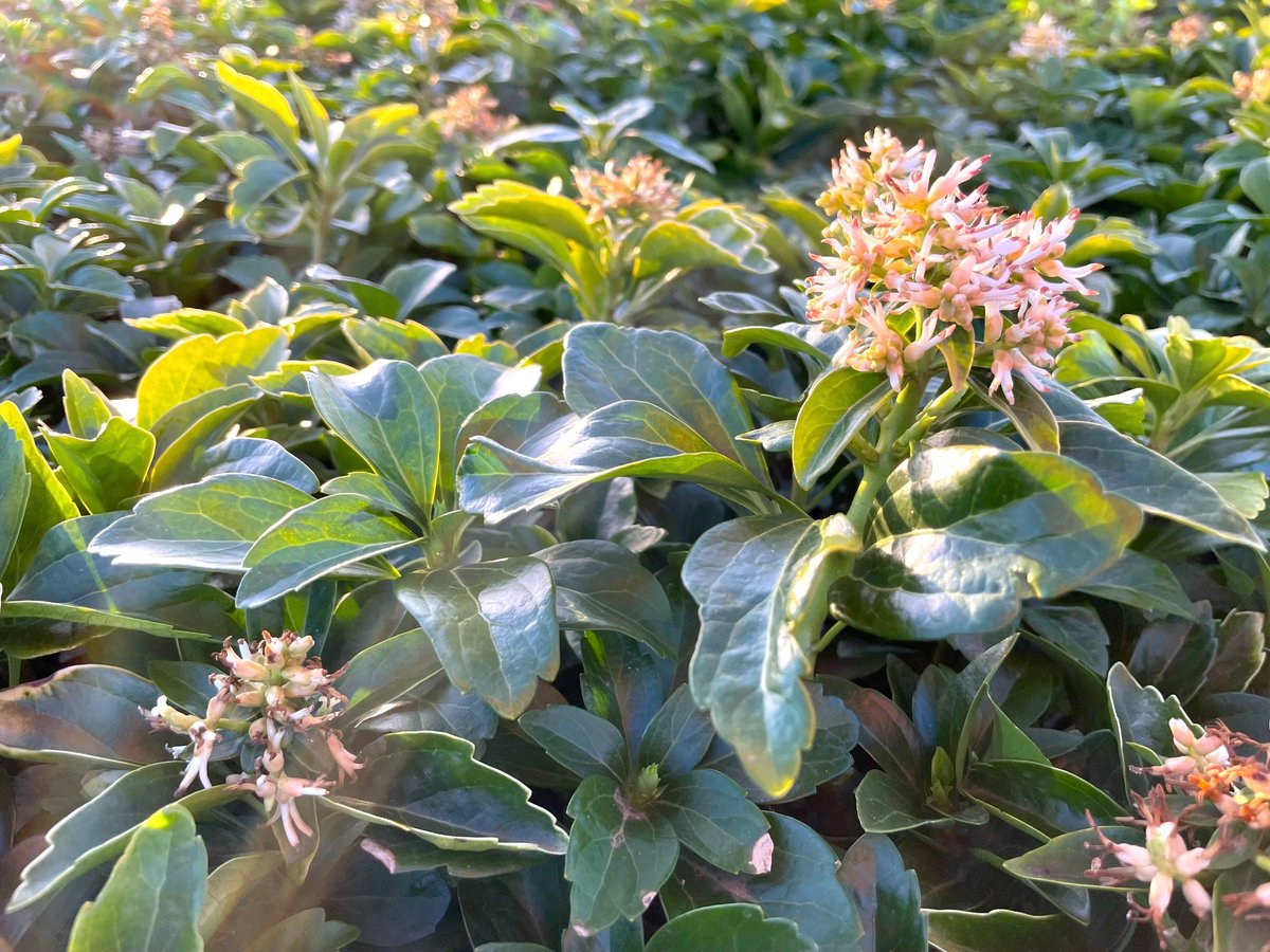 Colesnurseries's tweet image. Love spotting the signs of spring, the early flowers on these pachysandras are almost finished already, at this time of year, the nursery beds change almost daily! 🌞🌻🌼 #springtimefun #outdooradventures