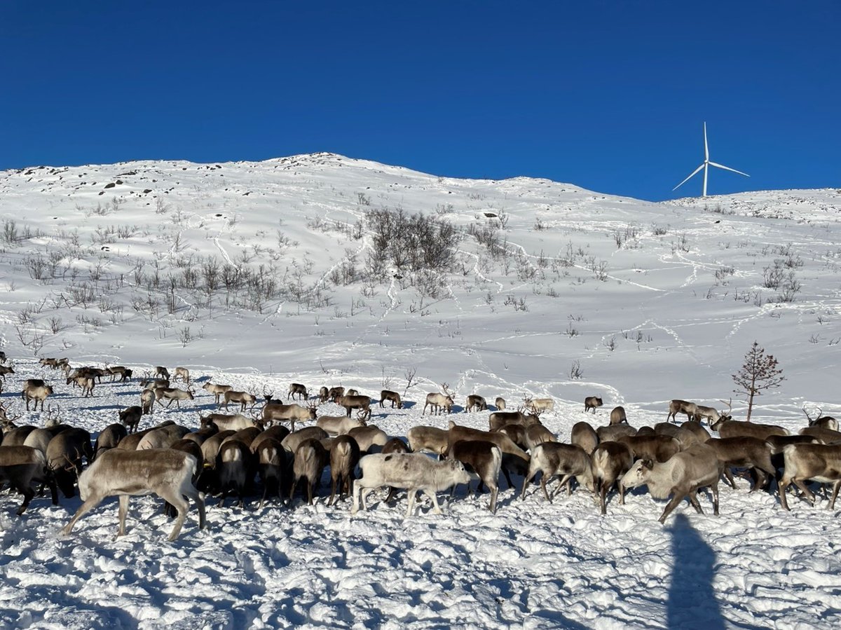 LivUni_IVES's tweet photo. From the lab to the tundra: last month last month IVES' PhD student @katyRoy98 presented her research at the 4th TARANDUS Workshop on the threats that face the reindeer population

https://t.co/fZKgUpX8mF

#TeamLivUni #phdchat #livuniresearch https://t.co/TtlODYActj
