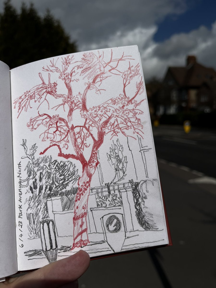 #drawing 3898 #urbantrees #thedailysketch #usknorthampton @USKNorthampton @SaveStreetTrees @UrbanTreeFest