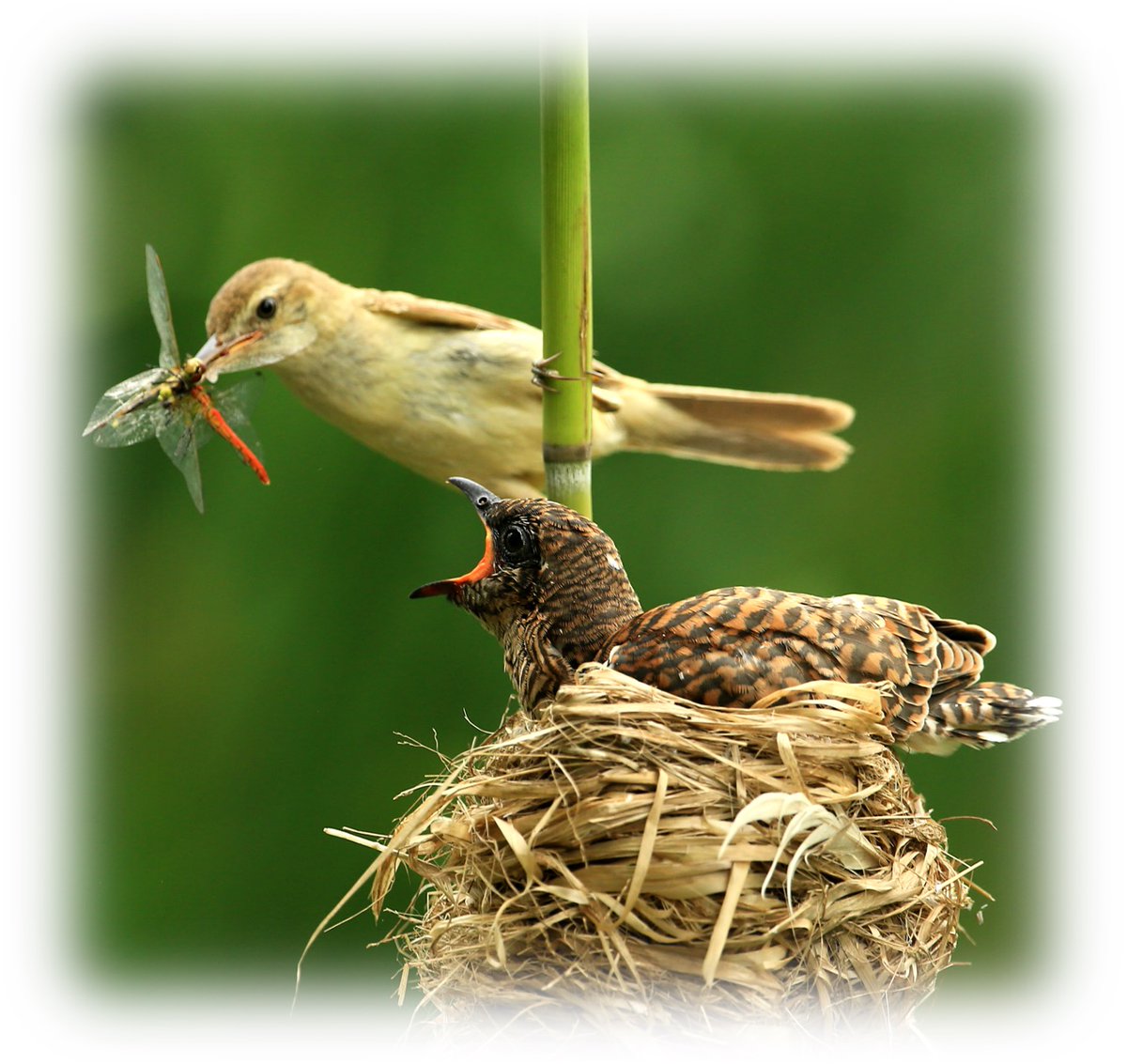 Tweet media one