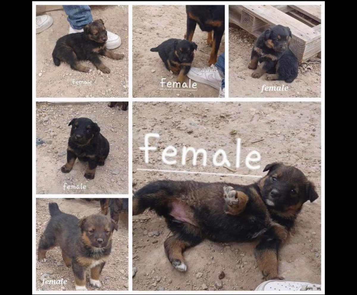 Iza_2021's tweet photo. 🆘I’d like to take in one or several of these cuties stuck with a lady who found them and want to dump them in shelter! If any #foster or adopters in #CA pls let me know🙏🏼 #gsd #rottie mix i think AND they’re 8 weeks old 😣

📌Out of state #adoptions possible to the right home. 
#CLOVIS #NM