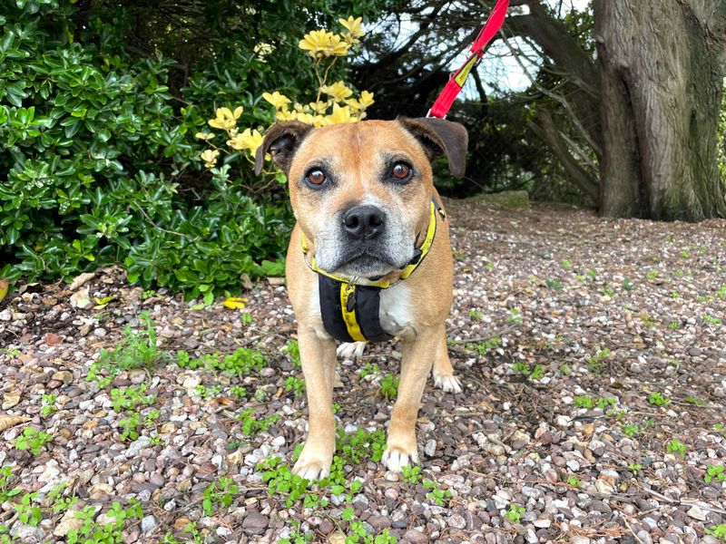 AdoptionsUk's tweet photo. Please retweet to help Cooper find a home #SHOREHAM #SUSSEX #UK     
Affectionate Staffordshire Bull Terrier Cross aged 12.  Cooper can live with children aged 12+ but needs to be the only pet in the home   
Please consider an older dog?  
DETAILS or APPLY https://t.co/D3itkFwLjK https://t.co/a5iKxg3YwP