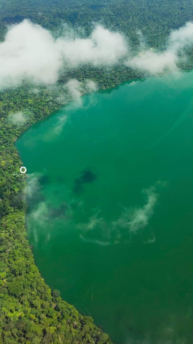 Ayaadiscovery's tweet photo. Cameroon's contribution to global science.

Lake Barombi Mbo has always been prized by science for many reasons. Endemic species are part of this list. They are unique in the world and are the result of the evolution of certain species of fish (ciclidae commonly called tilapia) https://t.co/0i1Q5Zk332
