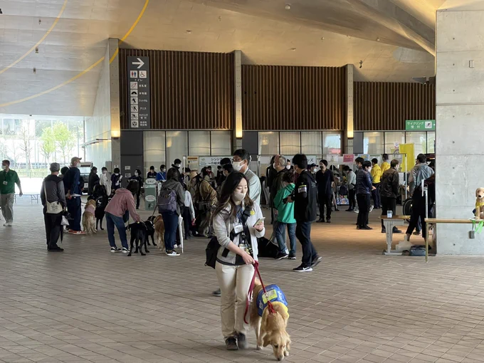 今日はアシスタントの澤藤ちゃんと介助犬フェスタに行ってきました!現地開催は久しぶりでしたが、お客さんとしての参加は初めて。たくさんワンコがいて癒されました〜ナルセさんは今回グミの介護でお留守番でした。#介助犬フェスタ#介助犬フェスタ2023 