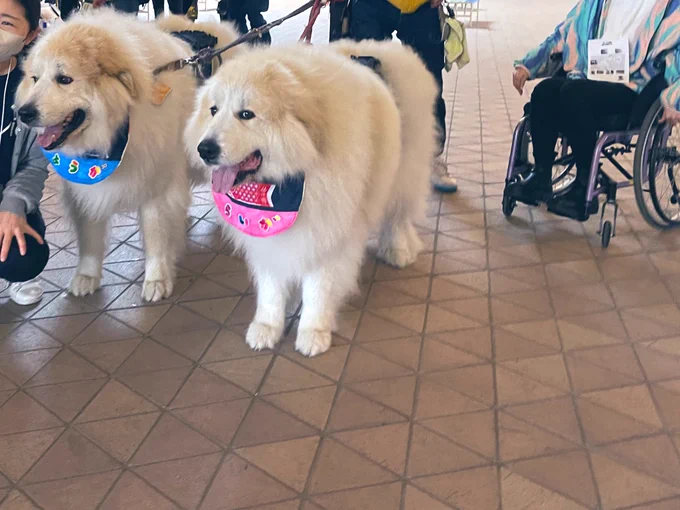 今日はアシスタントの澤藤ちゃんと介助犬フェスタに行ってきました!現地開催は久しぶりでしたが、お客さんとしての参加は初めて。たくさんワンコがいて癒されました〜ナルセさんは今回グミの介護でお留守番でした。#介助犬フェスタ#介助犬フェスタ2023 