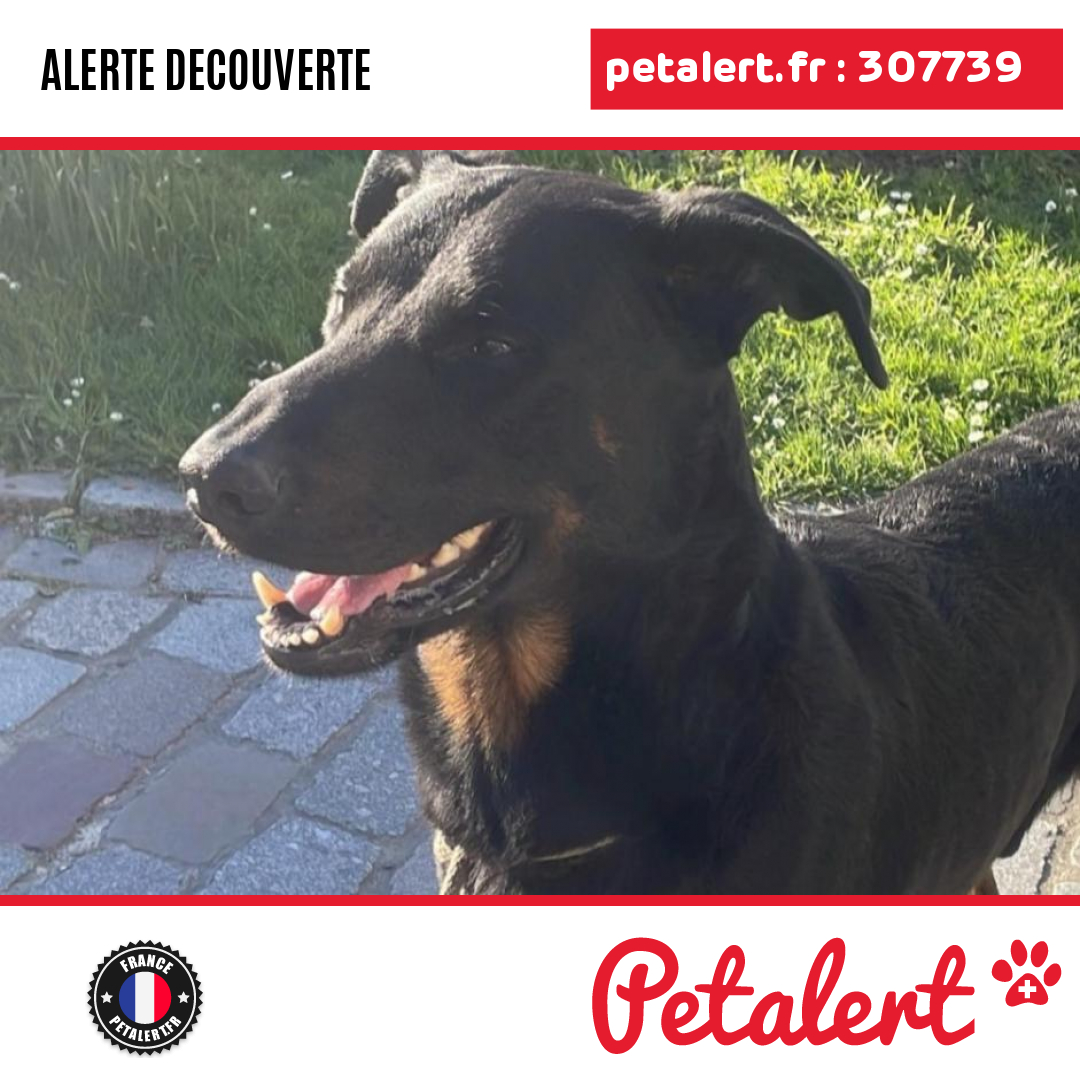 petalert_france's tweet photo. Trouvé #Chien #Paris #Paris #Petalert #PetAlert75 / https://t.co/SFTzsR6upA https://t.co/oNDwIYJPnJ