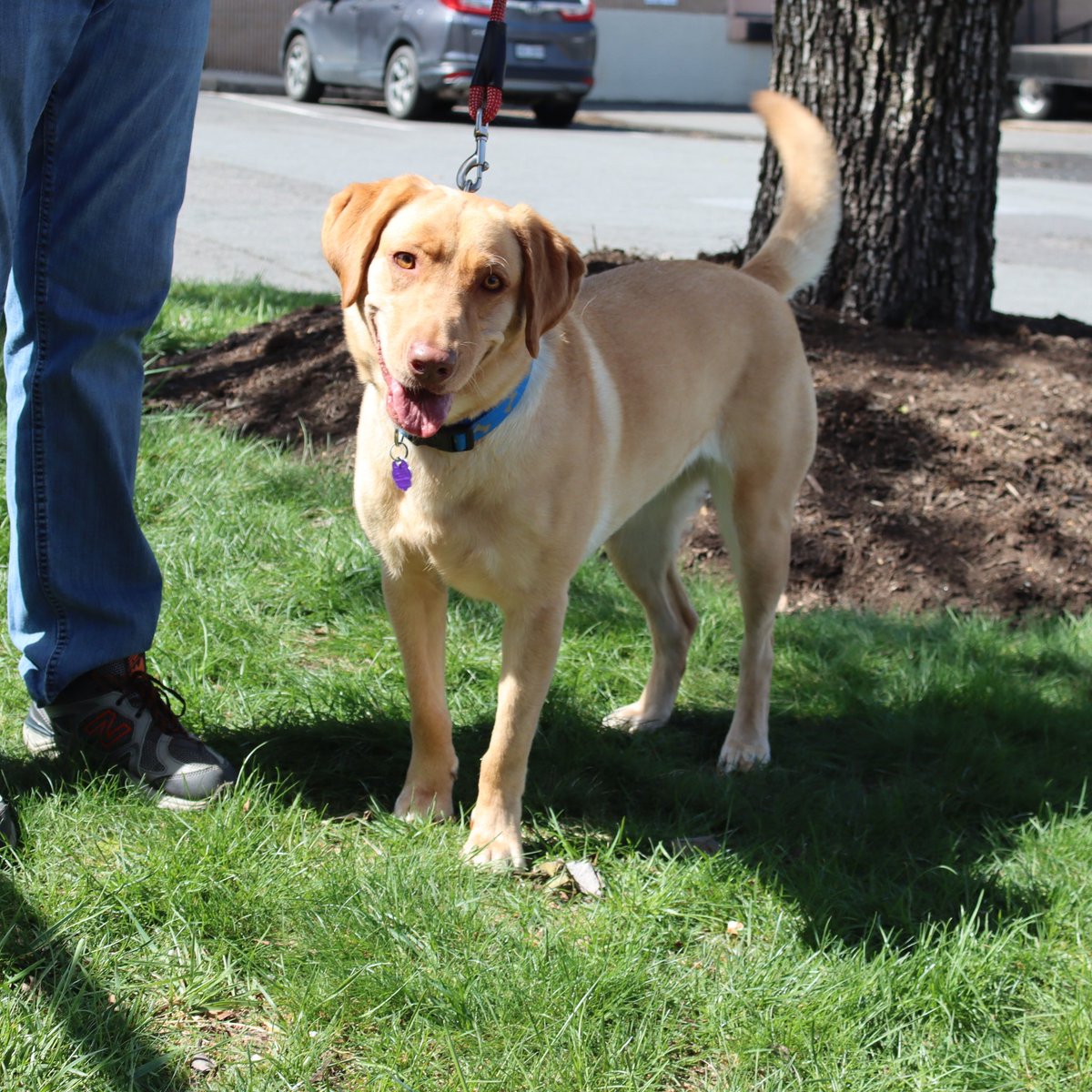 Annie is a 23 month old lab mix. Sweet, friendly and a wonderful companion! Inquire about Annie! #rescuedog #adoptdontshop #dogadoption #adoptme #labmix