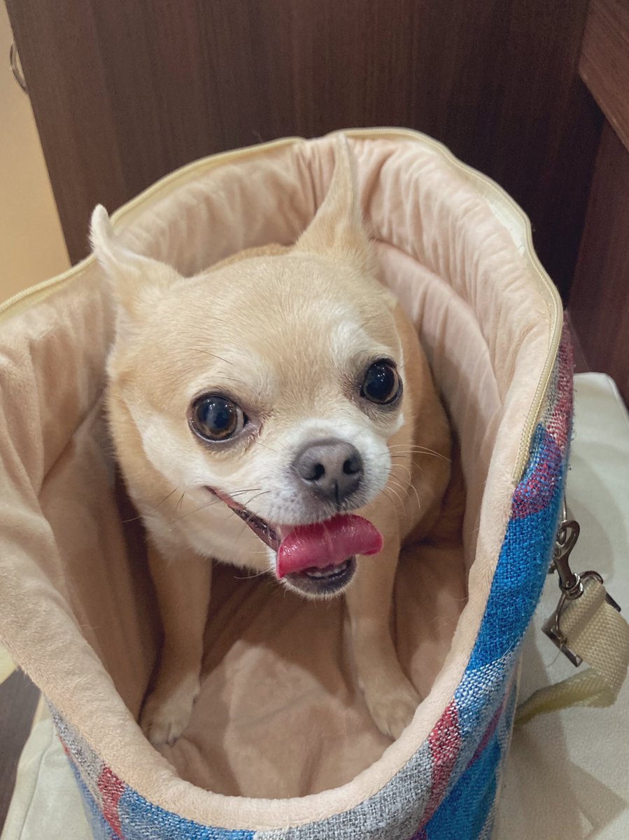 say_peace tweet media