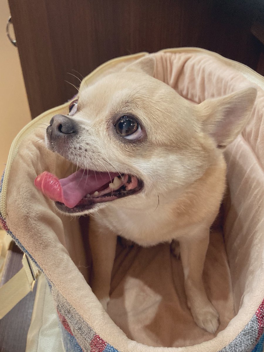 say_peace tweet media