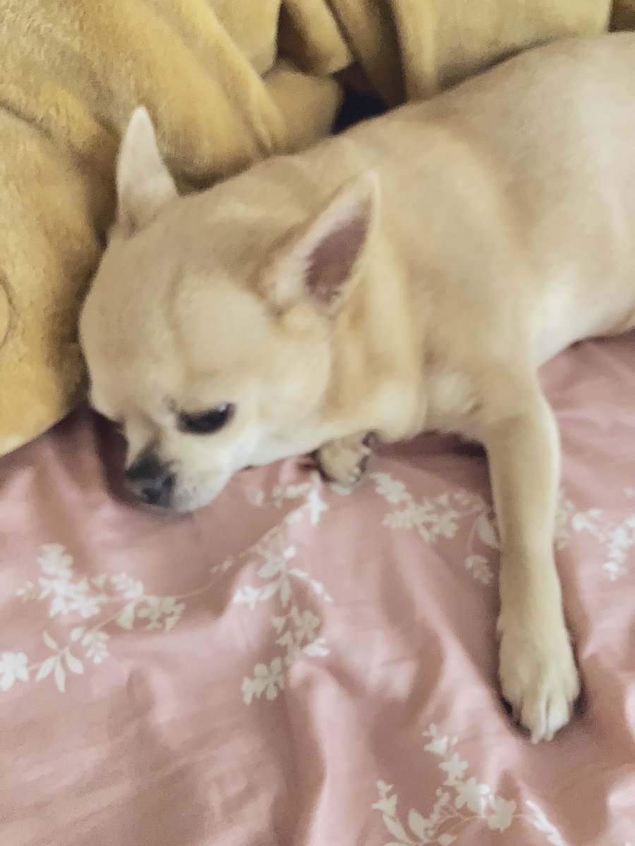 say_peace tweet media