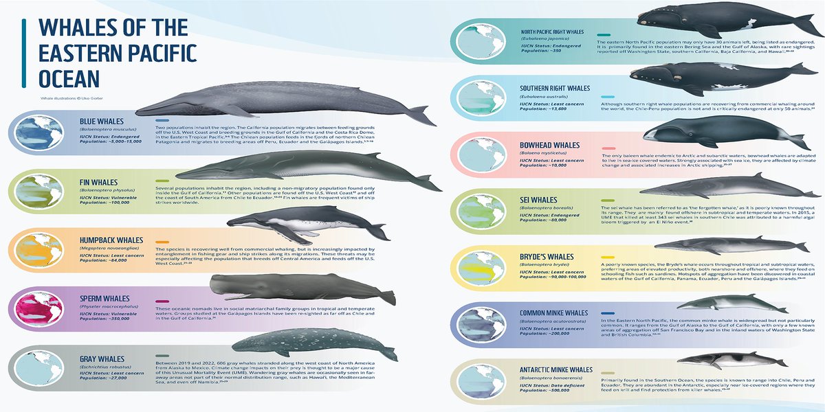 Meet the #whales 🐳of the Eastern Pacific #Ocean 🌊

This region, where productive oceanographic conditions support a diversity of whale populations and their migratory routes, is a hub for #whale superhighways or blue corridors.

#ProtectingBlueCorridors