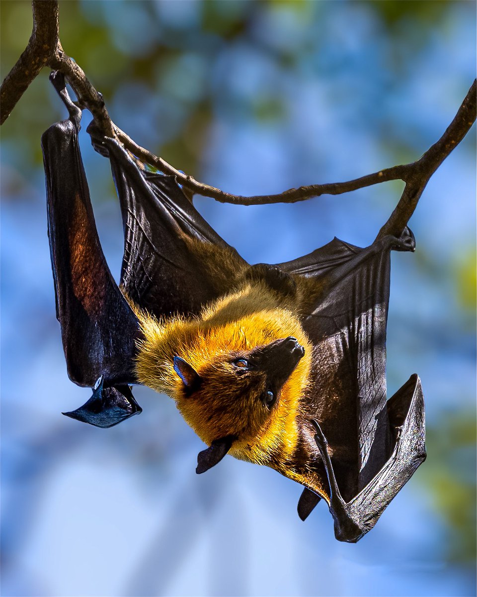 Nat Geo India tweet media