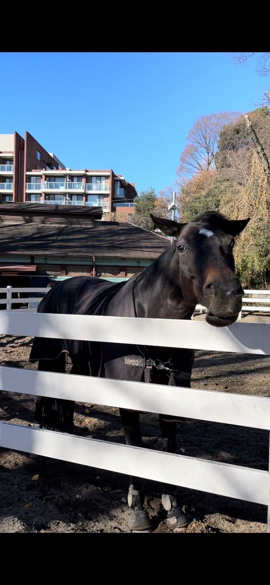 gwc_uma's tweet image. 今日もたくさんの方に厩舎に来ていただきました❣️
明日は新歓最終日、厩舎見学を行っています！馬術部のお馬さんたちに会いに来てくださいね🐴
（明日は体験乗馬はおやすみです🙇‍♀️）

#春から学女　#春からgwc