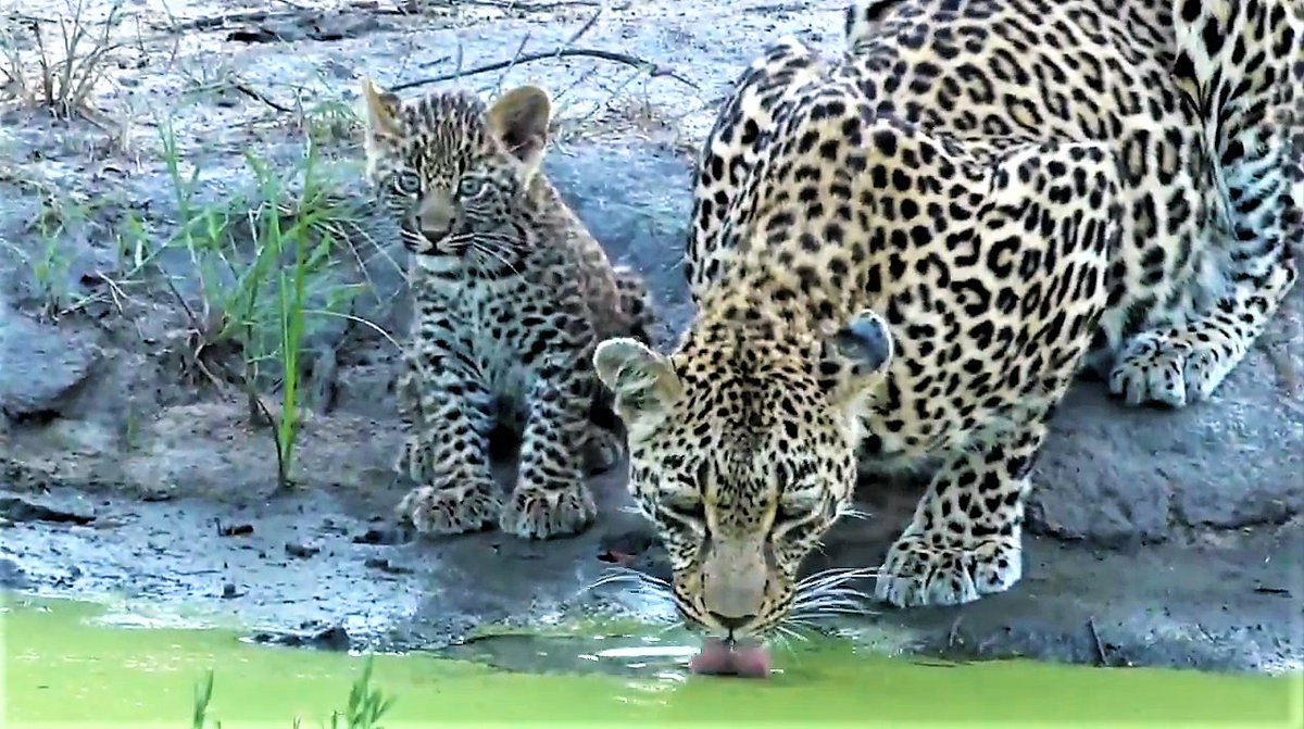 Chemelmar's tweet image. Hi Safarians &amp;amp; #wildearth teams 
#ThrowbackThursday Remembering #Thandi ♥ with her lil Rebel Tlalamba