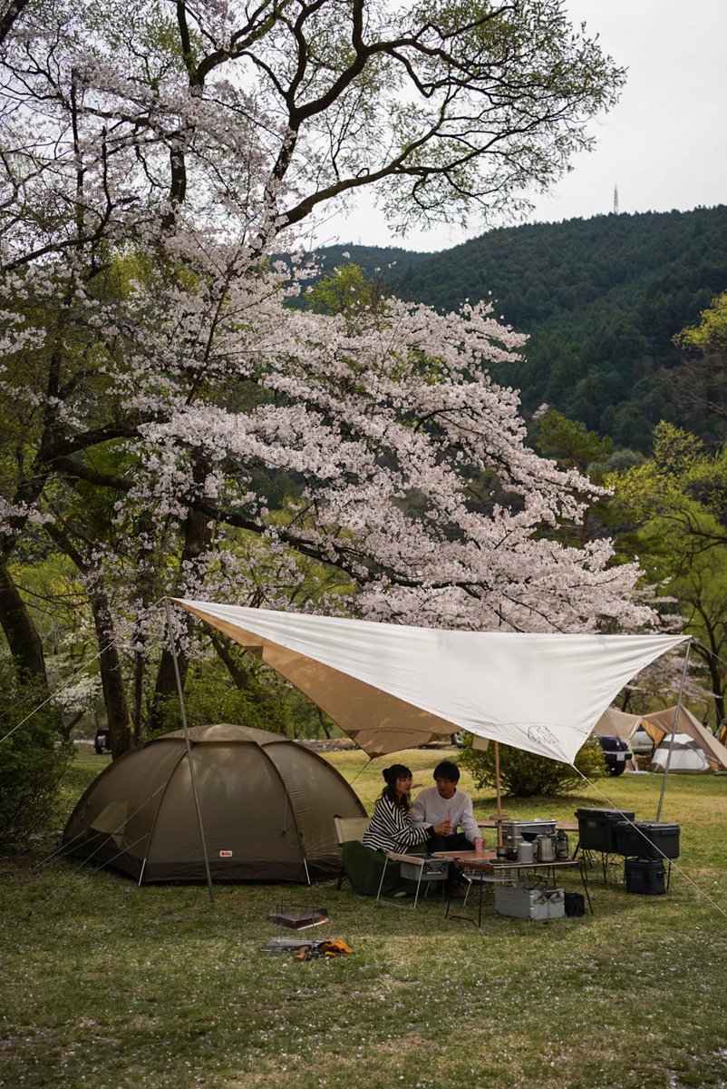 今週末あたり、桜と過ごそう🌸