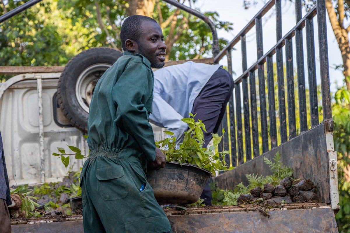 FairventuresUg's tweet photo. The rainy season is here and it's the right time to plant #trees. Our seedling distribution activities promote agroforestry, ensuring sustainable land use and a greener future. Let's make a difference togetherπΏπΏ
#SeedlingDistribution #Agroforestry #Sustainability https://t.co/MKddcEme8t