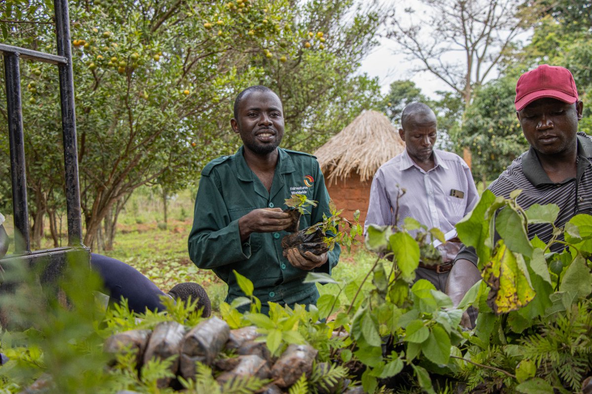 FairventuresUg's tweet photo. The rainy season is here and it's the right time to plant #trees. Our seedling distribution activities promote agroforestry, ensuring sustainable land use and a greener future. Let's make a difference togetherπΏπΏ
#SeedlingDistribution #Agroforestry #Sustainability https://t.co/MKddcEme8t