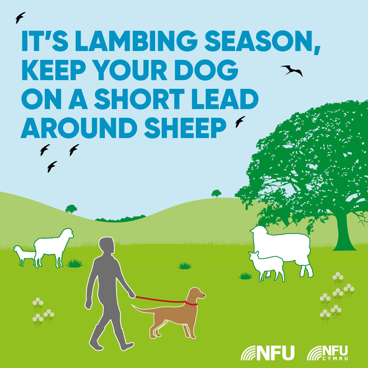 It's lambing season and young lambs are out in the fields. 

Please keep your dog on a lead around sheep when enjoying the beautiful Welsh countryside this Easter break🐶