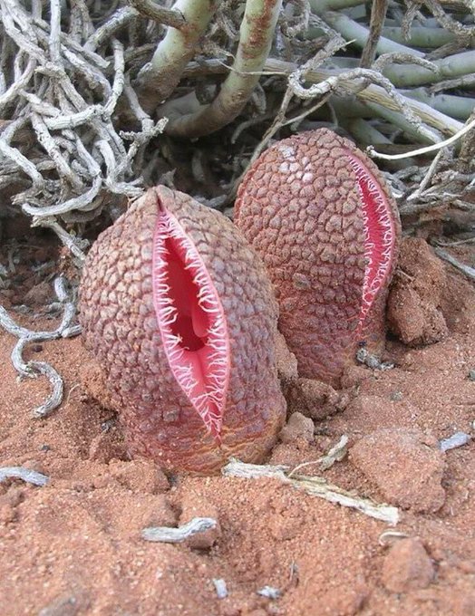 Rainmaker1973's tweet photo. The bizarre floral appearance of Hydnora africana seems almost extraterrestrial, but in fact it is finely adapted for pollination in its arid habitat. This plant, resident of southern Africa only emerges from the soil to flower  

[source, read more: https://t.co/T67osvslt4] https://t.co/CdFPqAUaal