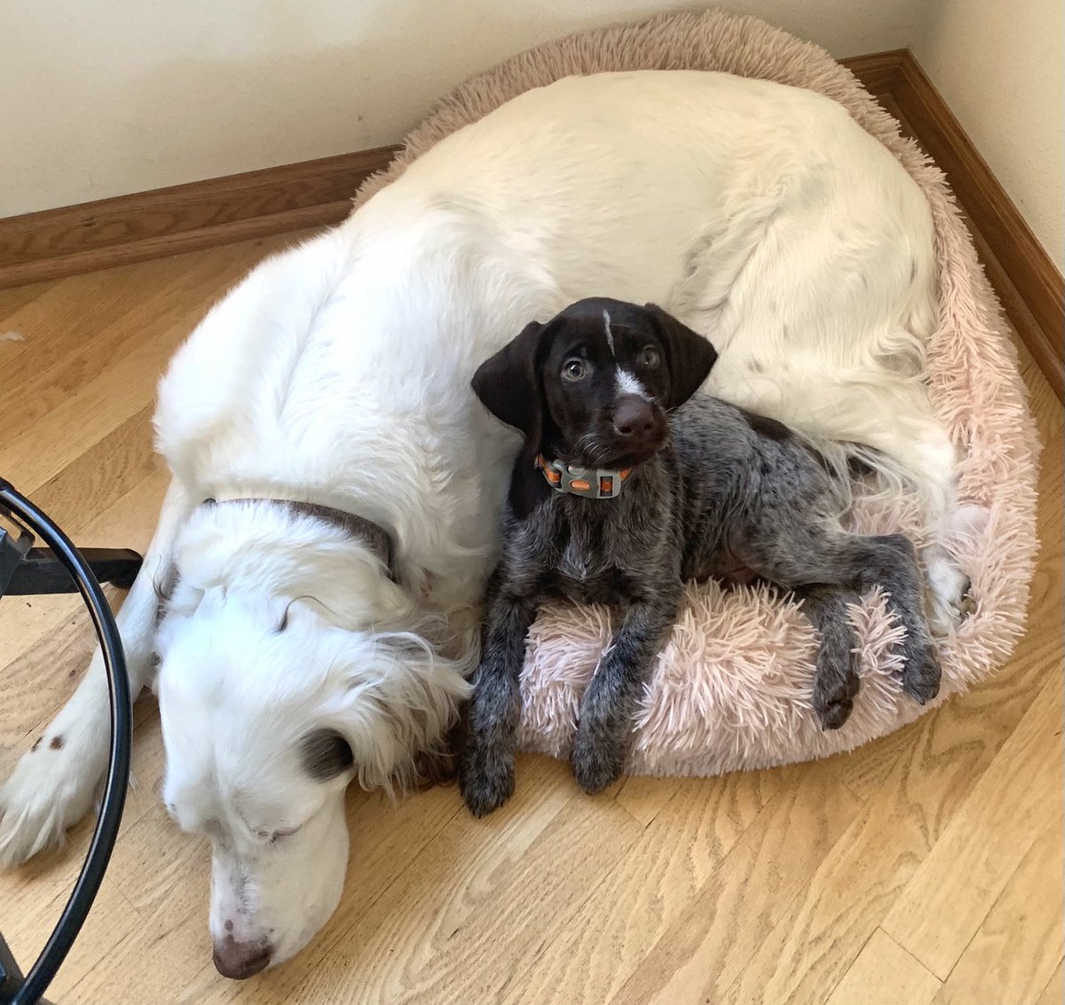 electric_hunt's tweet photo. Bowdie is settling in.  
Hopefully the GWP pup takes after Booner.  9wk old and already ringing the bell to get outside! https://t.co/ppVZYqLKrg