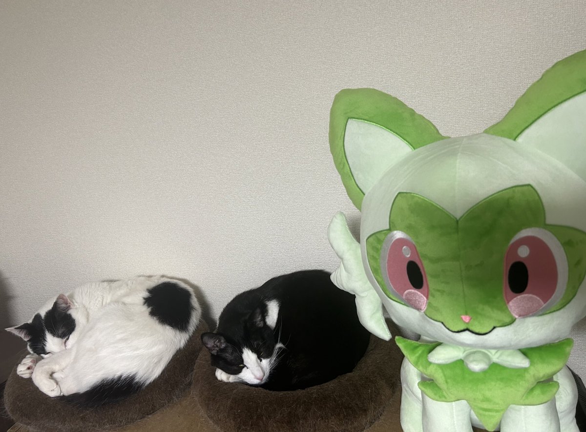 ニャオハ（等身大）ぬいぐるみ…本物の猫の3倍くらいデカいんよ…