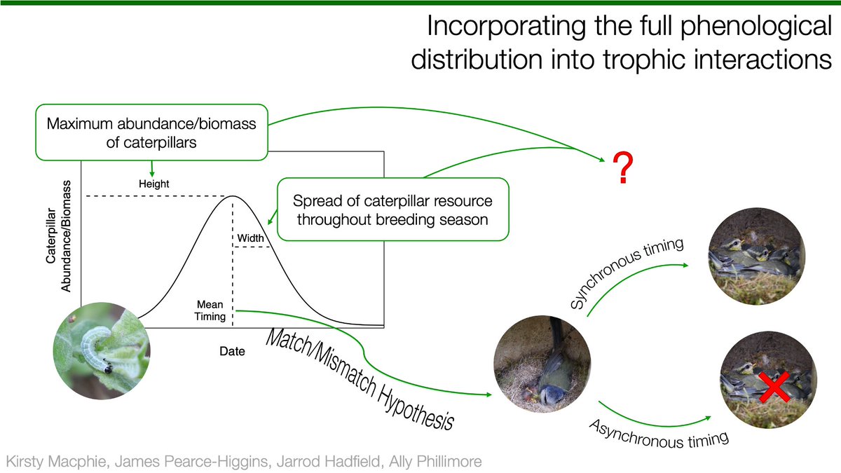 1/6 #BOU2023 #SESH7 The match/mismatch hypothesis (MMH) mainly focuses on the fitness consequences of asynchrony between consumers and the mean timing of the resource. Spatiotemporal variation in the resource peak height and width also influences the food available to consumers.
