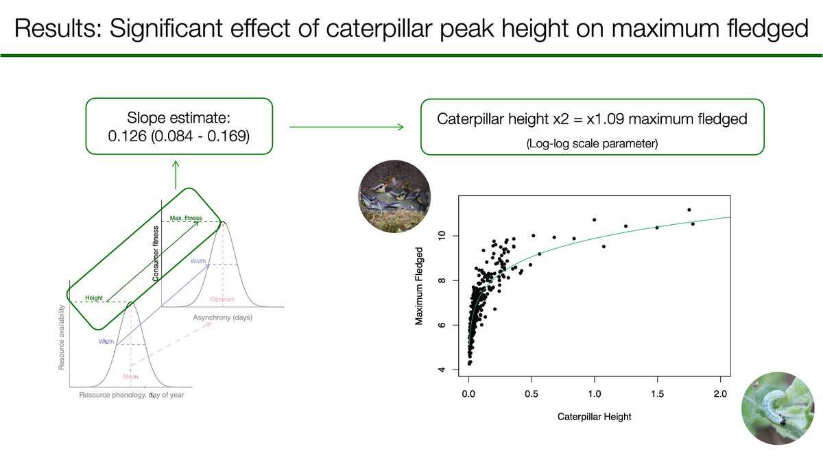 4/6 #BOU2023 #SESH7 We found the caterpillar peak height has a significant effect on the maximum fledged in the blue tit fitness function. The effect size was substantial, predicting a difference of up to 6 chicks per nest based on our range of caterpillar peak heights