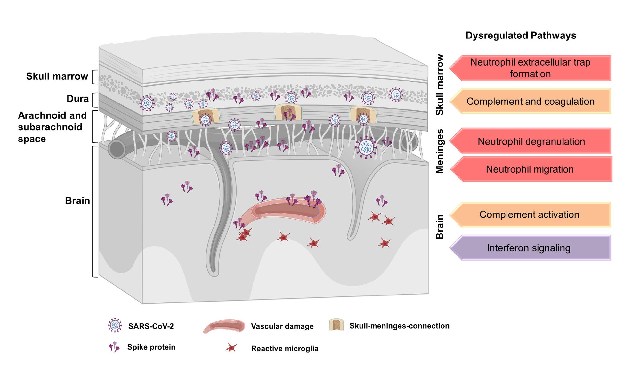 Even mild infection with COVID-19 can trigger long-lasting neuroinflammation.