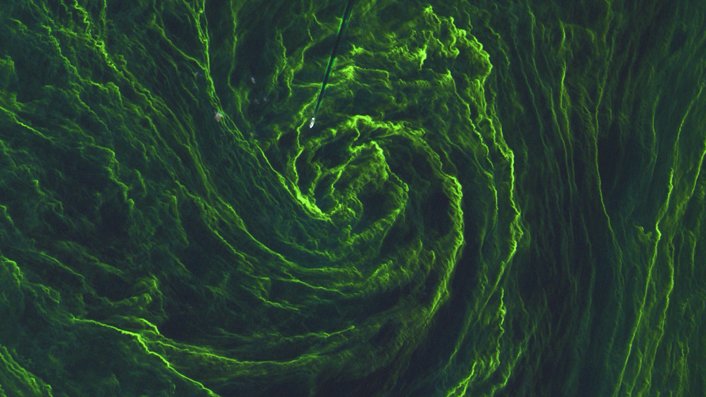 ESA_EO's tweet photo. Scientists are doing so by observing ocean colour changes using data from @CopernicusEU #Sentinels 2 and 3, for example.
The team also created a 'data cube' containing phytoplankton-related products generated from @esaclimate Change Initiative datasets:
🔗 https://t.co/qg1LC6qq9N https://t.co/QzxIakBA7U