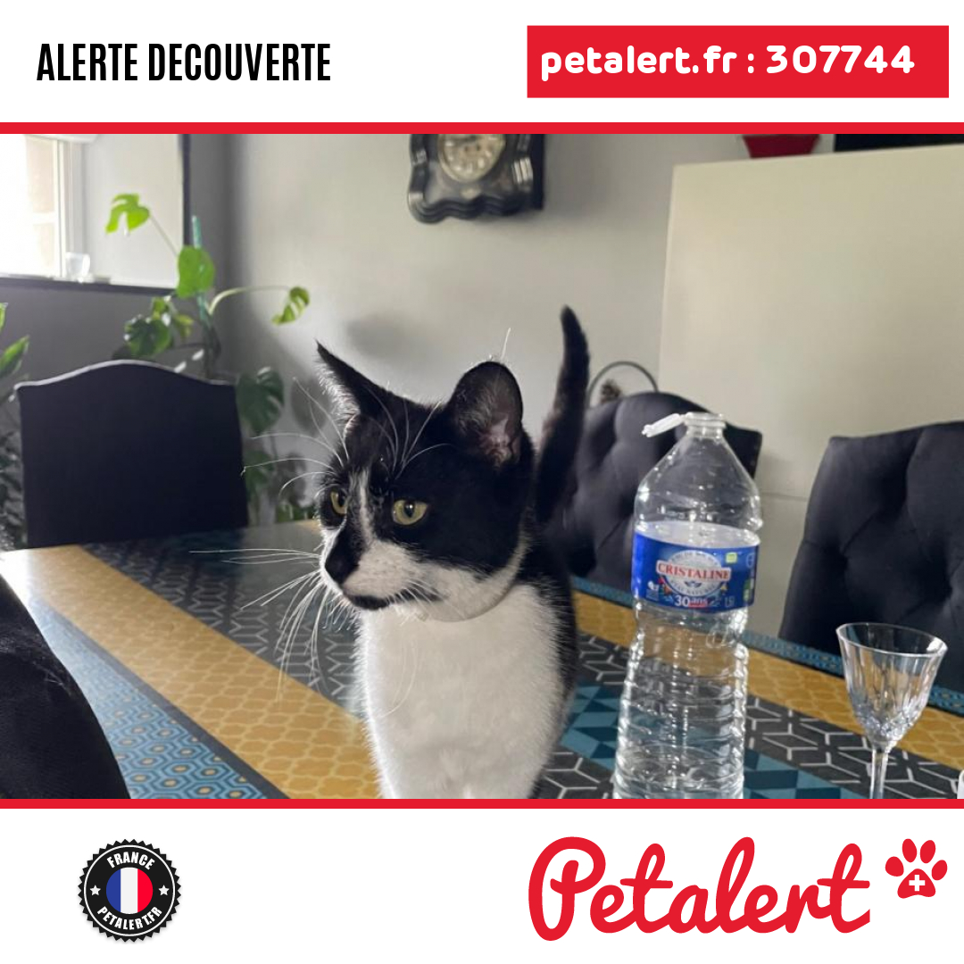 petalert_france's tweet photo. Trouvé #Chat #Mayenne #LaChapelleAuRiboul #Petalert #PetAlert53 / https://t.co/eYasRpn9mO https://t.co/EoOExZkJxm