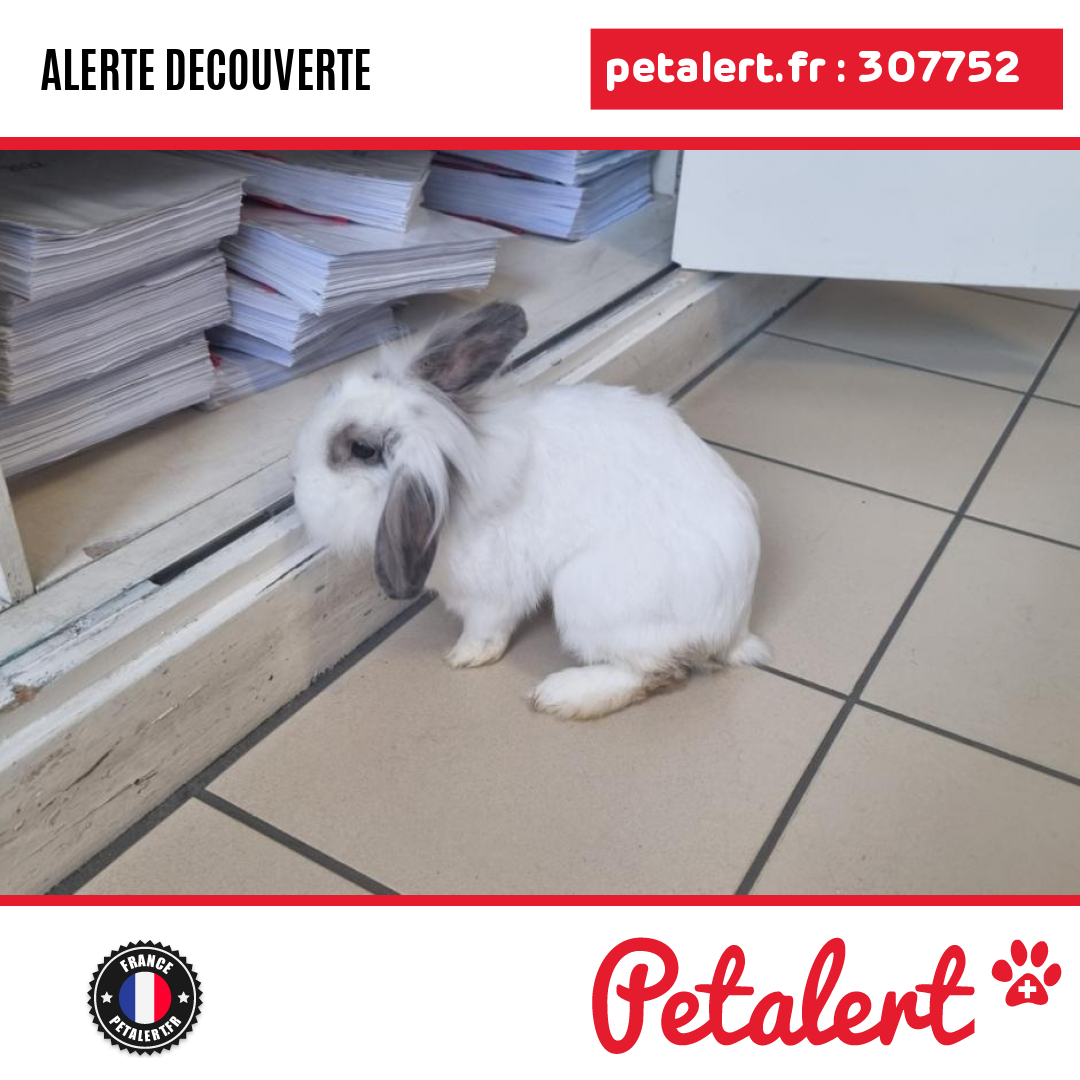 petalert_france's tweet photo. Trouvé #Lapin #Vosges #Fraize #Petalert #PetAlert88 / https://t.co/BqAG09Pi7h https://t.co/t5uwexAmwR