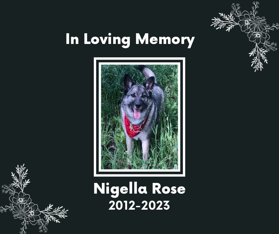 Today we said goodbye to the best dog a boy could want.  #mydognigella #rainbowbridge #dogs #dogsarelove