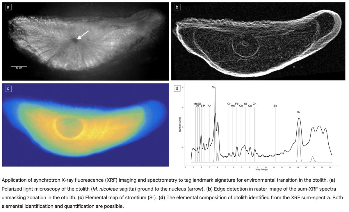 synchroSOLEIL's tweet photo. #PaperAlert | #Biology 🐟 "Unmasking pipefish otolith using synchrotron-based scanning X-ray fluorescence" published in @SciReports
#otoliths #mapping #Xrayfluorescence 👉 https://t.co/EKyqMOv5E9 https://t.co/iorrfsiWav