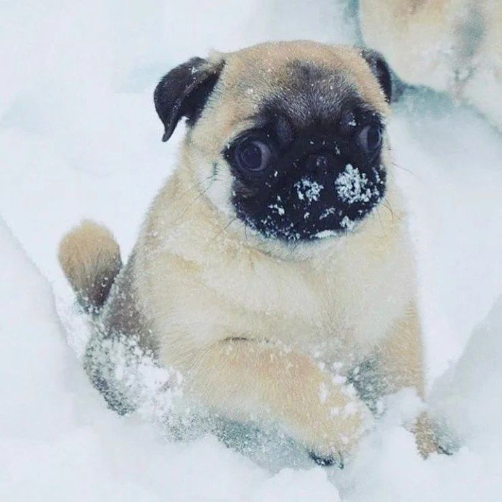 Dinky Pug tweet media