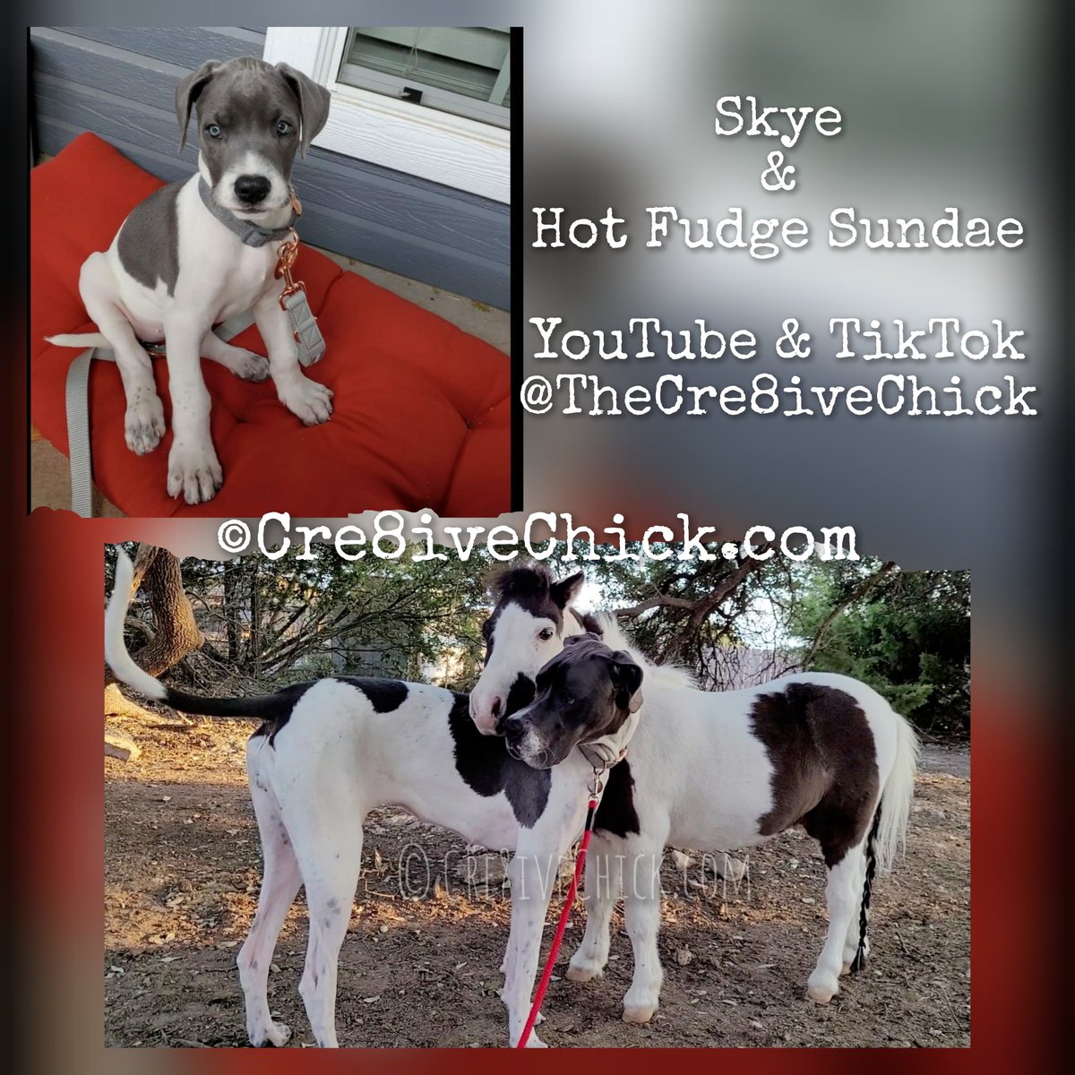 Skye_and_Fudge's tweet photo. From tiny runt puppy to the size of a horse (literally 🤣). Skye the Great Dane ❤️ #dogoftheday #dogsoftwitter #puppy #greatdane #DogsofTwittter #greatdanepuppy #greatdanemoments #greatdanelove #greatdanelove #greatdanesunleashed #dogs  #Minihorse #miniaturehorse #giantdog https://t.co/JLJZHXJ9kk