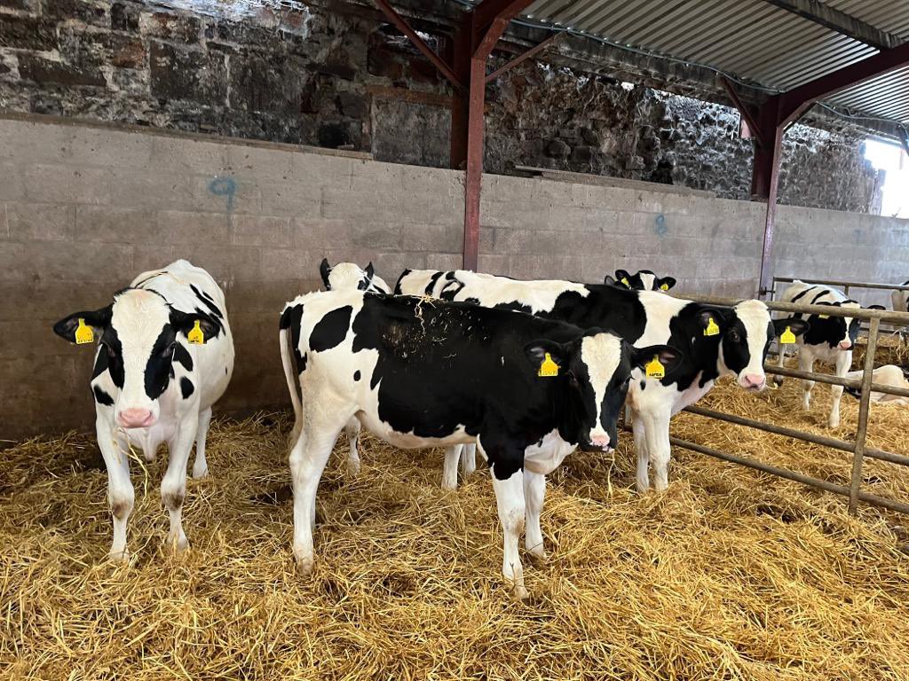 WadesonJulia's tweet photo. ✨Gorgeous gorgeous girls✨ have deep straw beds, top management, and high quality nutrition 🐄

- 40% skim milk replacer
- 20% protein rearer nut 
- straw and water
- attention to detail
- regularly weighed and monitored

@ARN_Home #teamcalf #teamdairy https://t.co/WjqkSqxWmN