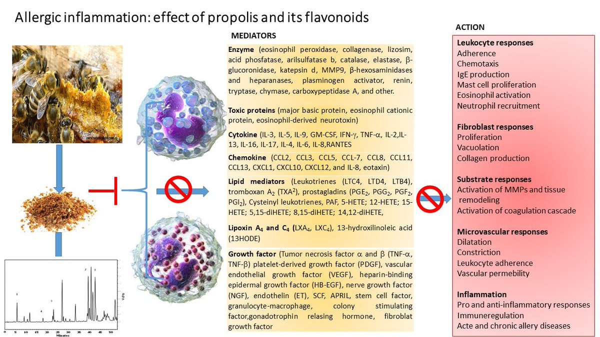 Molecules_MDPI's tweet photo. 📌#propolis #allergy #inflammatorycells #propolissensitization #anti-allergic #anti-inflammatory 
New Publication “Allergic Inflammation: Effect of Propolis and Its Flavonoids”
By: Nada Oršolić, et al. 
👉 https://t.co/4xCD06gha4
#mdpimolecules #NewPublication https://t.co/chzBJlj6YV
