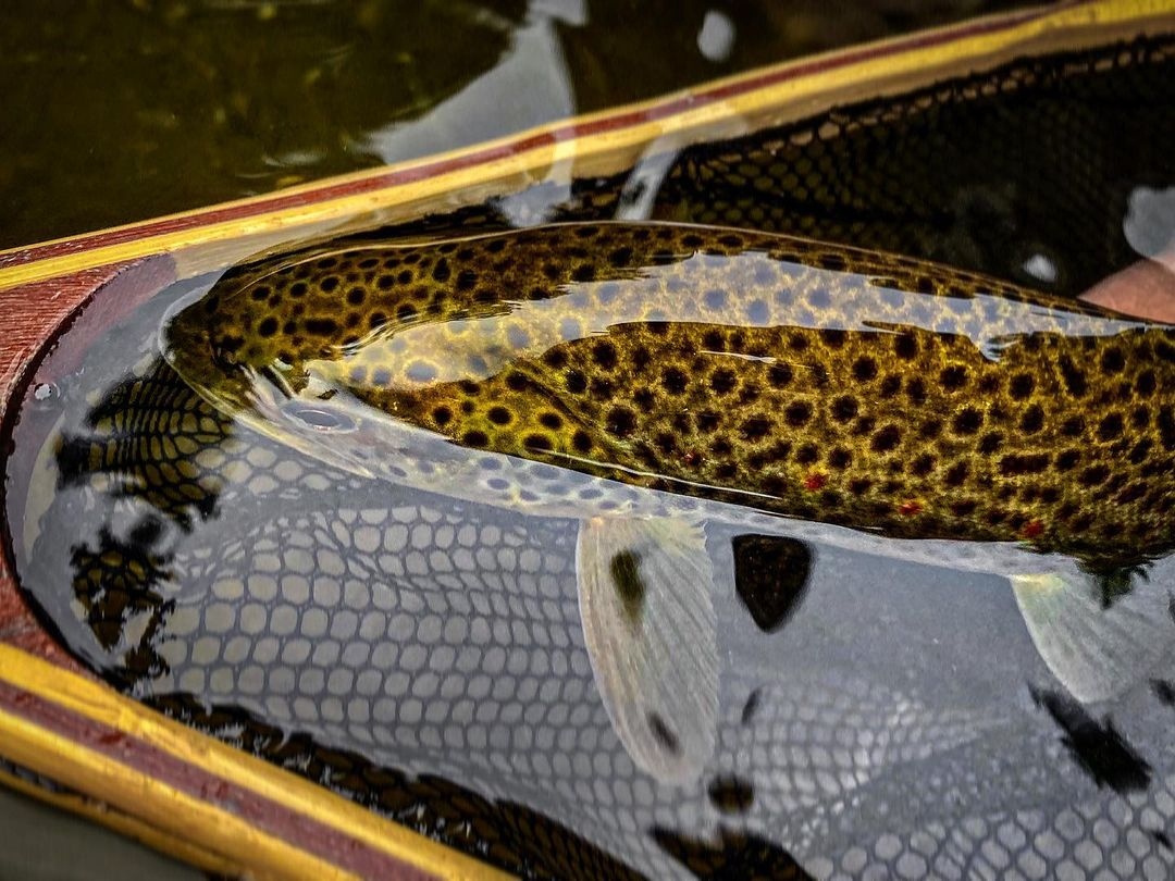 MidCurrent's tweet photo. "Class is in session. You better take notes." // image by Jordan Pockett @ontheflyrod
.
.
.
.
#browntrout #backcountryfishing #flyfishing #onthefly #flyfishinglife #flyfishingvibes #catchandrelease #barbless #pinchyourbarbs #letemgosotheycangrow #keepemwet #fishitwell https://t.co/V4L7mqs8iN