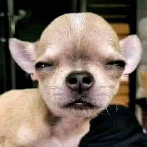 Brodaovie's tweet photo. @instablog9ja Dog in carton trying to figure out what’s happening https://t.co/aHnod8WaKr