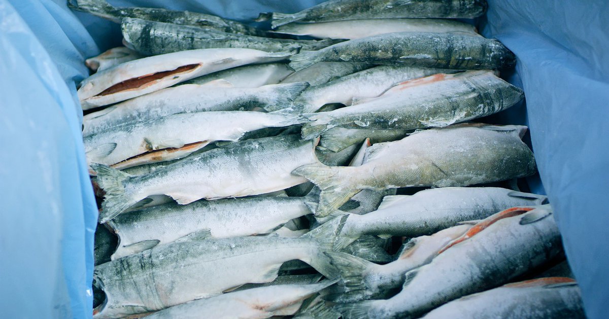 USagricultureUK's tweet photo. After the harvest, Alaska seafood can be flash-frozen while still at sea. This helps to maintain the highest quality of the seafood, and maximize purity and taste. 🐟 🎣

@AlaskaSeafoodUK @Alaska_Seafood

#AskForAlaska #TheAlaskaWay 
#seafood #FreeNotFarmed  #Alaska #seafood https://t.co/qckZlfE2s8