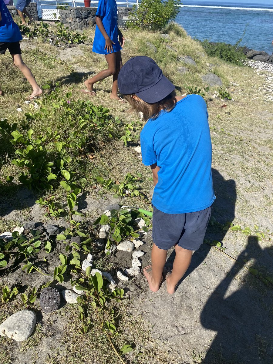 AME974StLeu's tweet photo. Voici les CM2 engagés dans un nouveau projet éco-citoyen avec des CP : sensibilisation des petits sur l’importance de revégétaliser nos plages + plantation de lianes fournies par la mairie  + arrosage collectif. 🌎Une belle action pour la 🌏 @OFBiodiversite @Teragir @DocBiodiv https://t.co/sqenMUBxmF