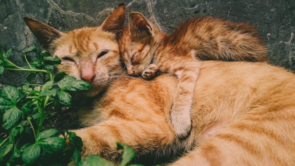 McPets1's tweet photo. Like and save if you think it`s fantastic! 🌈🌈🌈
#Cat #Plant #Smalltomediumsizedcats #Felidae #Grass #Carnivore #Fawn #Whiskers #Bigcats #Terrestrialanimal https://t.co/trZS7zVWIQ