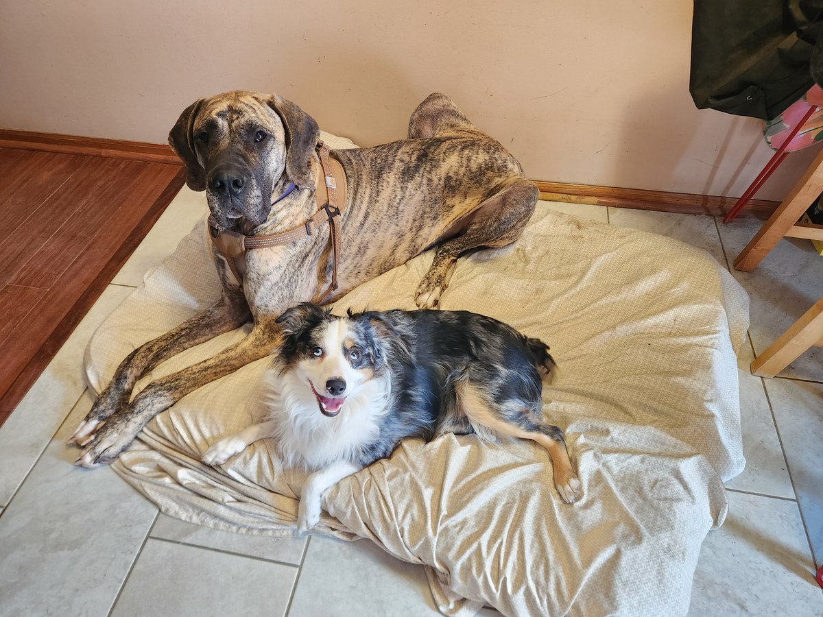 Tee_Money09's tweet photo. Big &amp; Little again. Love watching Dimitri 🥰 #dogsitting #love #dogs #theboys #greatdane #miniaussie #KingKoda #mommasboys https://t.co/A9TUFpnd14