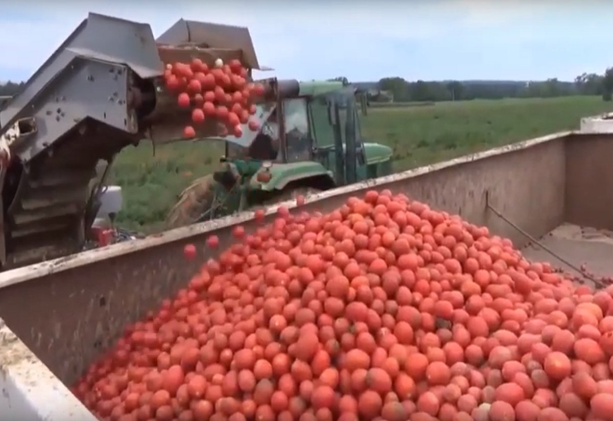 It's #nationaltomatoday! Tomatoes are quite significant in the Windsor-Essex &amp; Chatham-Kent region.

DYK: #YQG has 12 500 acres alone, with Leamington being the tomato capital of Canada? <a href="/HighburyCanco/">Highbury Canco Corp.</a> processes 232,000 tons a year. 

Learn More: bit.ly/3mf4Nle