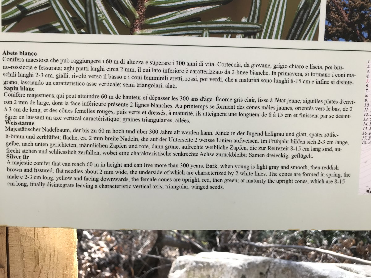 Mal wieder auf einem Waldlehrpfad gewesen. Man sieht, welcher Irrsinn #heizenmitholz ist. Von wegen CO2-neutral und nachhaltig. Ein stattlicher Baum, der in ein paar Tagen von einem Haushalt komplett durch den Ofen gejagt wird, braucht 300 Jahre zum Nachwachsen. #holzofengate