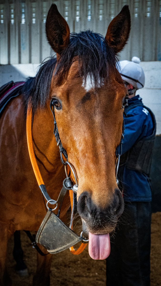Great to pop into see Old Port this morning <a href="/cbyrnesracing/">cbyrnesracing</a>!

<a href="/MchughCathal/">Cathal McHugh</a> <a href="/WTCDubEye/">What's The Craic DubEye</a>
