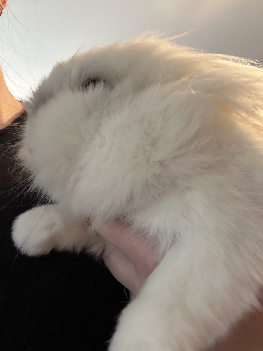 Mom loves my #FloofyCheeks 🥰🥰 #Snowball #RabbitsofTwitter