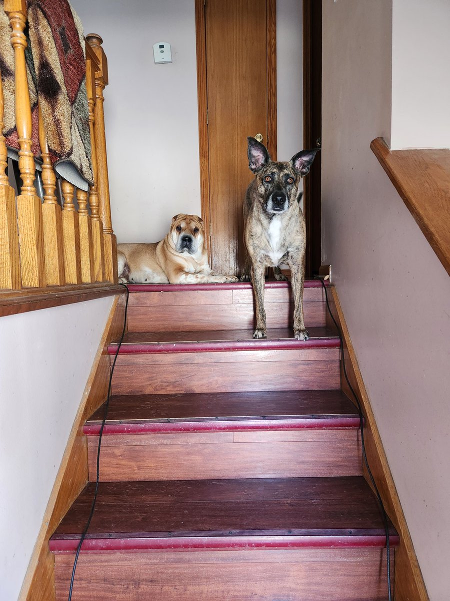 Tee_Money09's tweet photo. 2 of my beauties, out of my 4 🤩🤩😍😍🥰🥰😇😇 #dogsofinstagram #sharpei #GSDPIT #Brindle #dogmom #guarddogs #onwatch #beautifulgirls #love ❤️ https://t.co/6KxKQwxBln