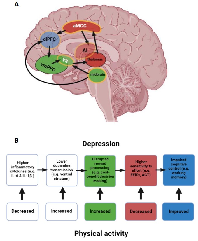 Emily Hird (@hird4372) on Twitter photo 🛎️⏰New preprint! ⏰🛎️ with <a href="/jonroiser/">Jon Roiser 🟣</a> and <a href="/GlynLewis9/">Glyn Lewis</a>
“From movement to motivation: A proposed framework to understand the antidepressant effect of exercise”
psyarxiv.com/2snyk 🛎️⏰New preprint! ⏰🛎️ with <a href="/jonroiser/">Jon Roiser 🟣</a> and <a href="/GlynLewis9/">Glyn Lewis</a>
“From movement to motivation: A proposed framework to understand the antidepressant effect of exercise”
psyarxiv.com/2snyk